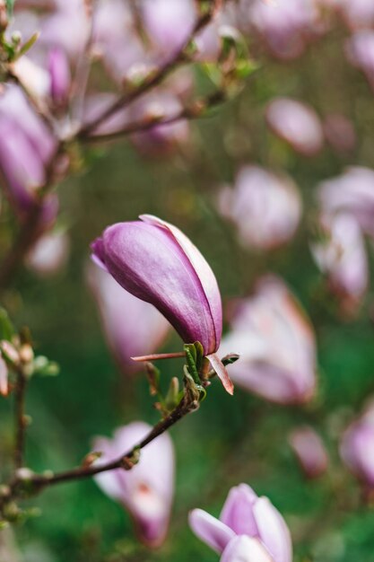 Beautiful magnolia flowers in Germany