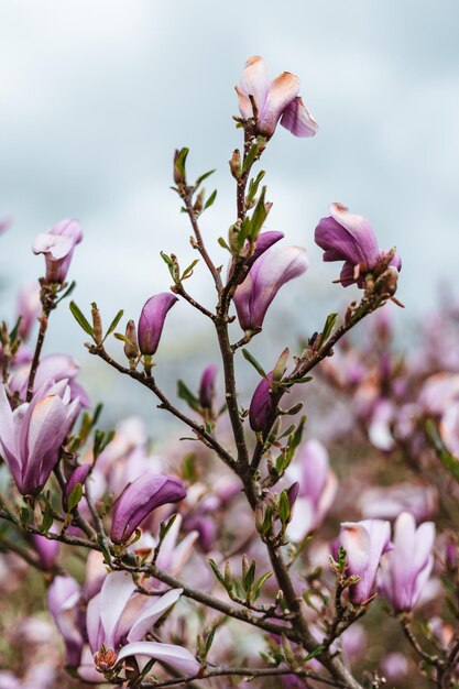 Beautiful magnolia flowers in Germany