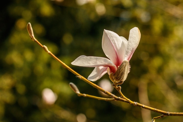 Beautiful magnolia flowers with water droplets