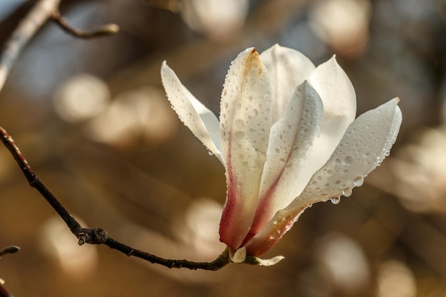 Beautiful magnolia flowers with water droplets