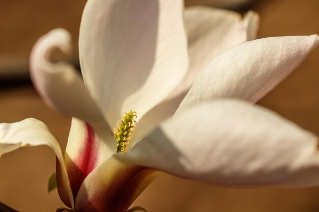 写真 水滴のある美しいマグノリアの花