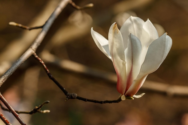 Beautiful magnolia flowers with water droplets