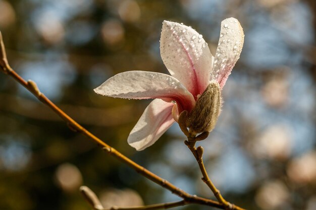 Beautiful magnolia flowers with water droplets