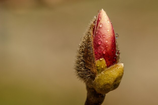 Beautiful magnolia flowers with water droplets