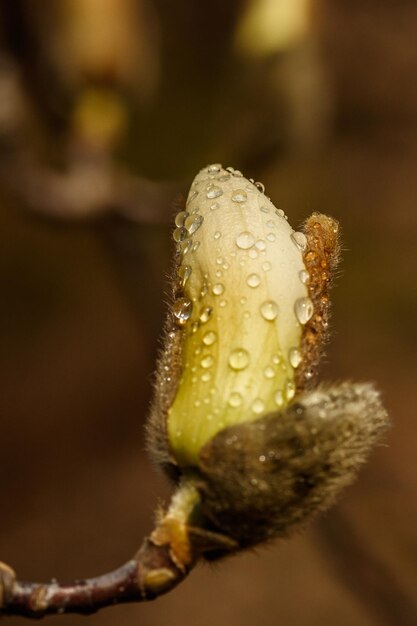 Beautiful magnolia flowers with water droplets