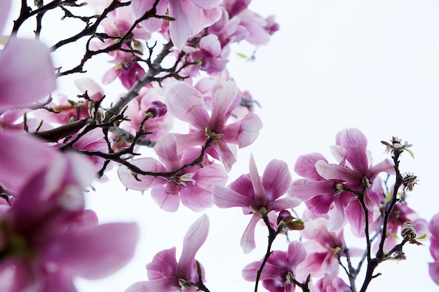 Beautiful magnolia flowers