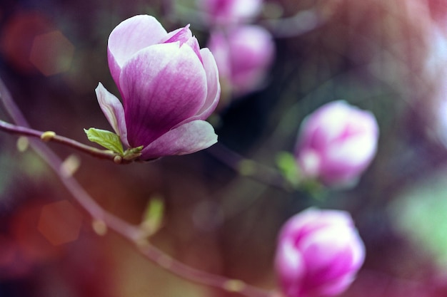 Beautiful magnolia flowers