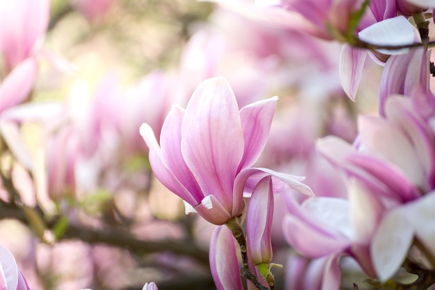 봄에는 아름다운 목련 나무 꽃. 석양 빛에 대하여 Jentle 목련 꽃입니다. 로맨틱 크리 에이 티브 톤의 꽃 배경.