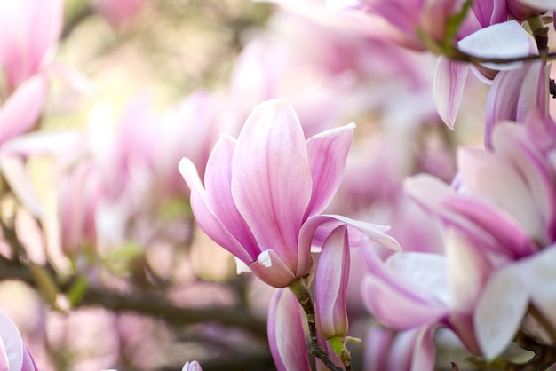 Beautiful magnolia tree blossoms in springtime. Jentle magnolia flower against sunset light. Romantic creative toned floral background.