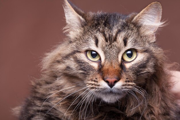 Bella razza di gatto coon principale su sfondo marrone in studio fotografico. animale domestico soffice