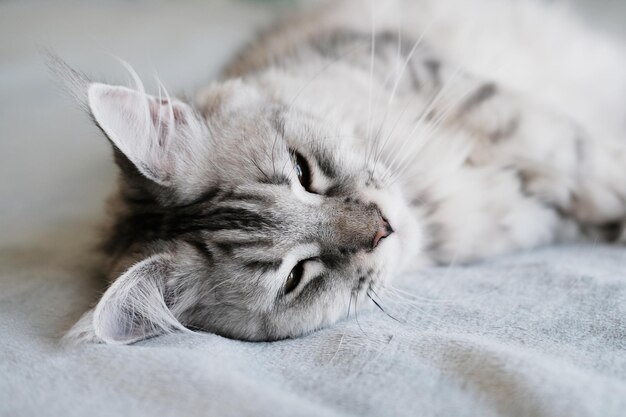 A beautiful Maine Coon cat lies in a blanket Cute pet cat with long hairxA