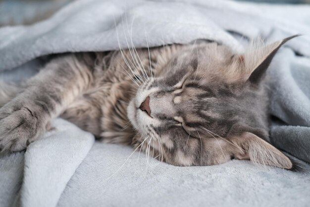 아름다운 메인 쿤 고양이는 담요에서 잔 긴 머리를 가진 귀여운 애완 고양이