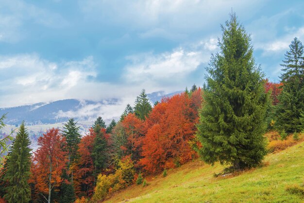 Beautiful majestic landscape with conifer trees on mountain