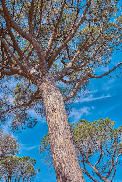 Beautiful and majestic tree thriving in the woods or an eco friendly environment with details of old bark textures and patterns Closeup of a large oak growing against a clear blue sky from below