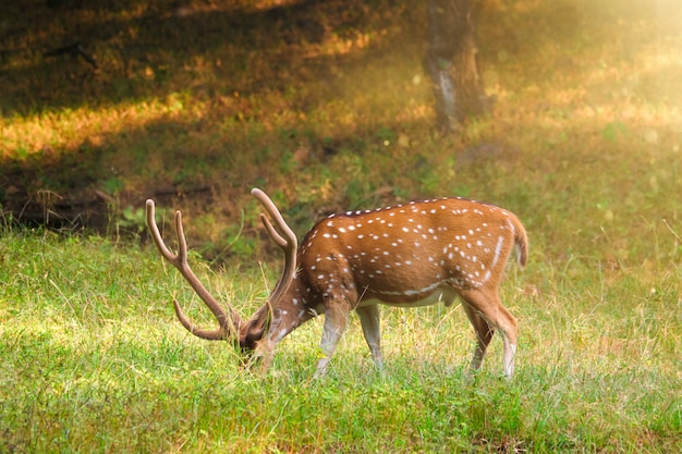 インド、ラジャスタン、ランタンボア国立公園の美しい男性のキタルまたは斑点を付けられたシカ