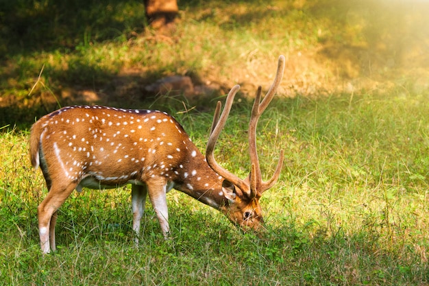 インド、ラジャスタン、ランタンボア国立公園の美しい男性のキタルまたは斑点を付けられたシカ