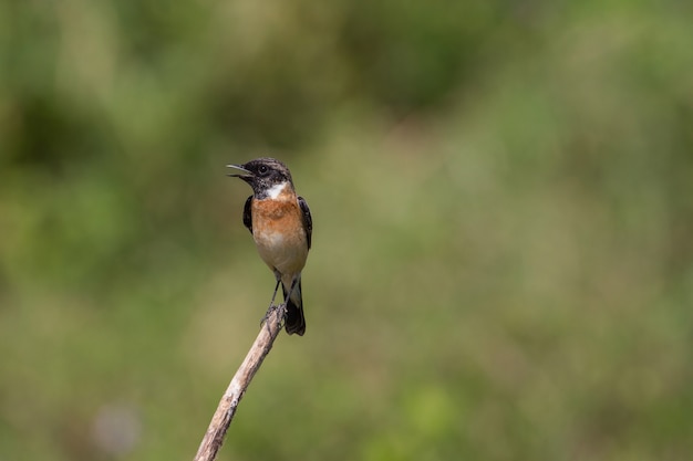 아름다운 남성 동부 Stonechat