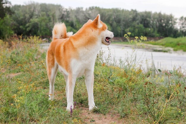 Красивый кобель японской собаки Акита-ину