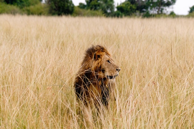 Foto un bellissimo leone maschio che guarda in lontananza mentre cammina attraverso l'erba alta nel masai mara