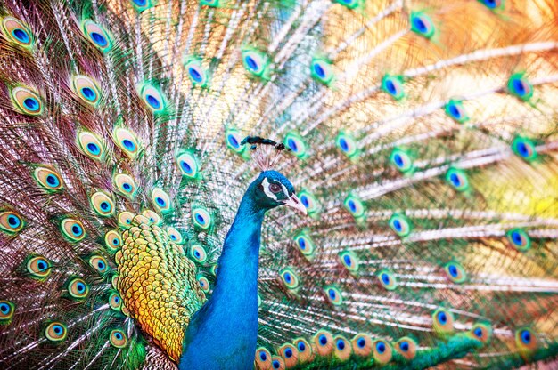 A beautiful male peacock with expanded feathers