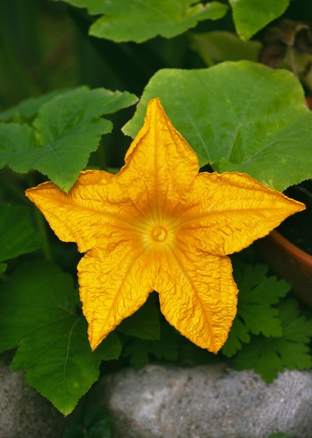 Beautiful male squash yellow flower with leavesOrganic vegetable flowers blossom growth in garden