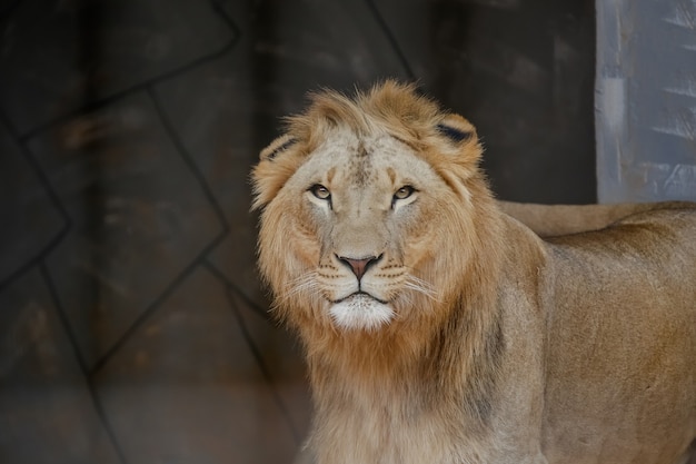 Beautiful male and yellowish lion for forest picture background