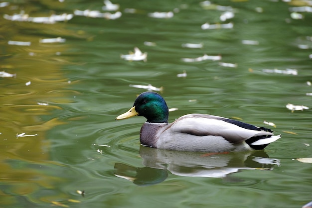 水中の美しいマガモ