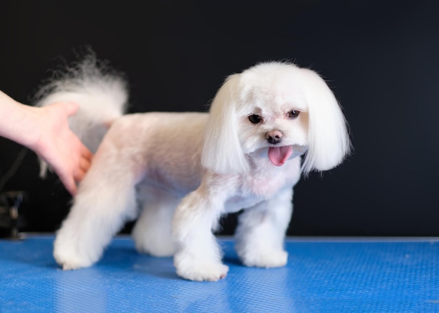 A beautiful Maltese lapdog stands on a table on a black background