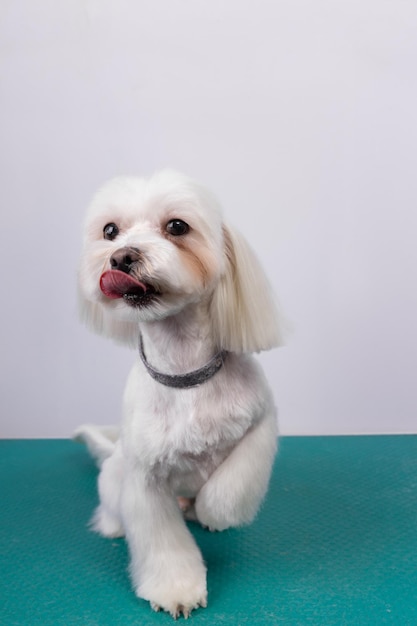 Beautiful Maltese toy dog on table in grooming salon.