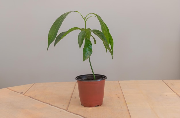 A beautiful mango tree growing inside Concept for growing mangoes at home