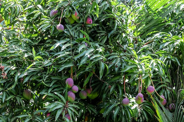 Bellissimi manghi sull'albero, deliziosi, succosi.