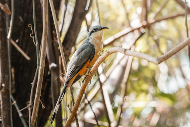 Beautiful mangrove cuckoo bird portrait from nature reserve in humacao puerto rico