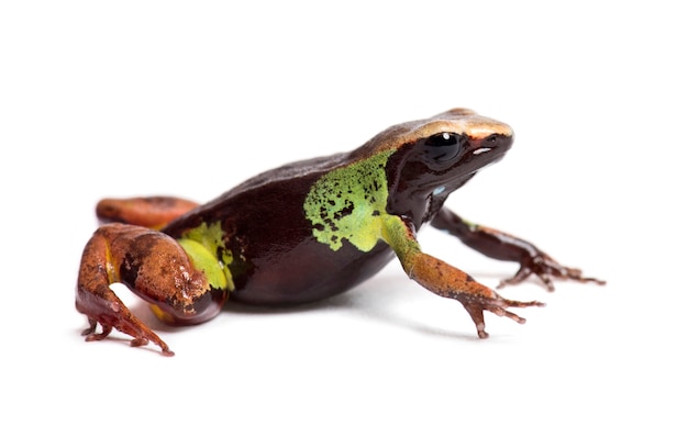 白の前にある美しいマンテッラ、Mantella pulchra