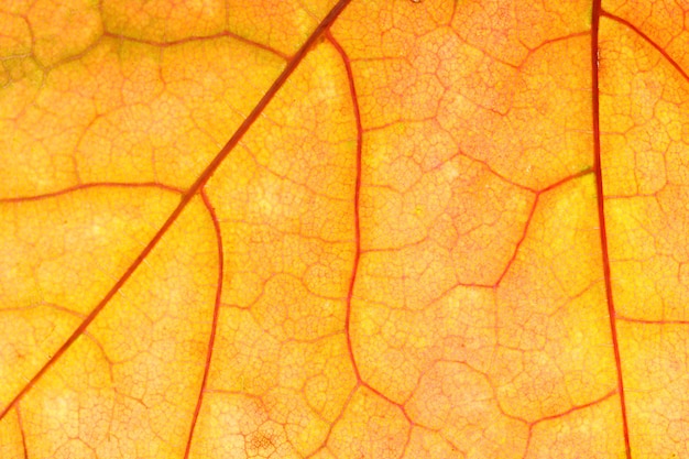 Beautiful maple leaf close-up. High quality photo