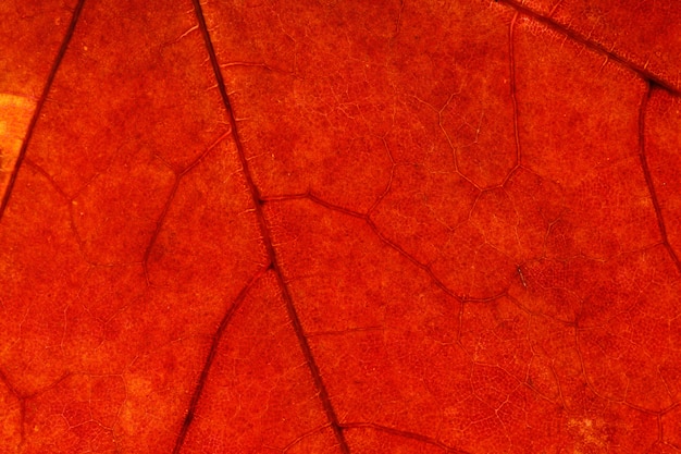 Beautiful maple leaf close-up. High quality photo