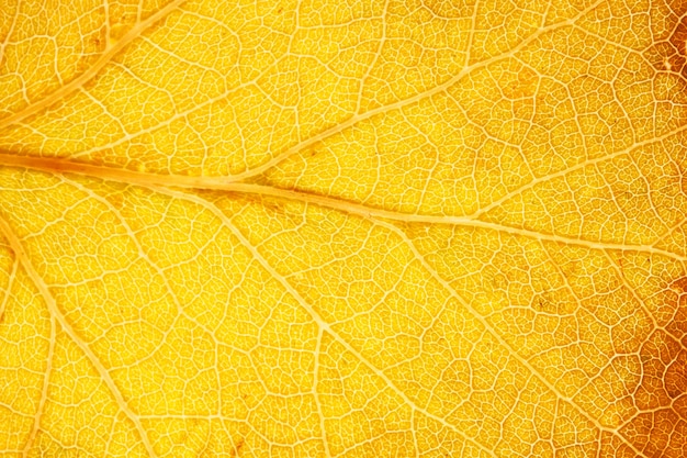 Photo beautiful maple leaf close-up. high quality photo