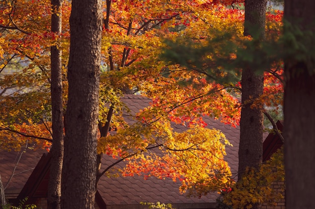 Photo beautiful maple leaves in autumn, beautiful autumn leave background