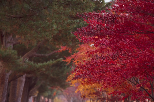 Foto belle foglie d'acero in autunno, bellissimo sfondo di foglie d'autunno