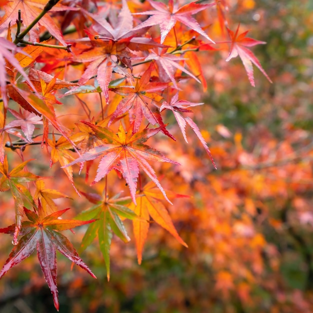 Beautiful maple leaves in autumn sunny day in foreground and blurry background in Kyushu Japan No people close up copy space macro shot