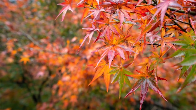 Beautiful maple leaves in autumn sunny day in foreground and blurry background in Kyushu Japan No people close up copy space macro shot