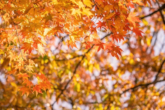 Photo beautiful maple leaves in autumn sunny day in foreground and blurry background in kyushu japan no people close up copy space macro shot