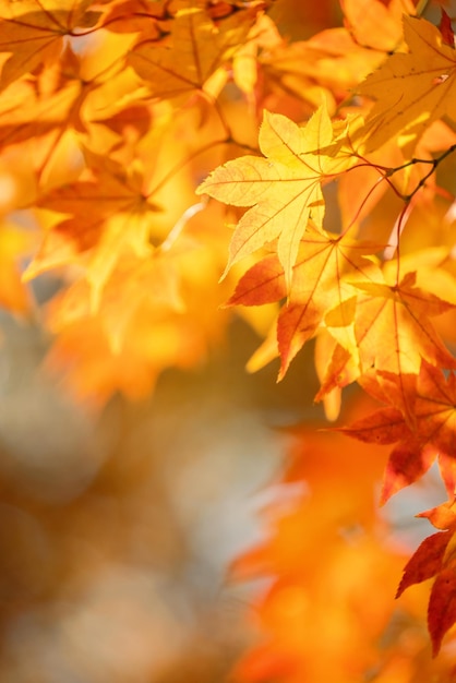 Beautiful maple leaves in autumn sunny day in foreground and blurry background in Kyushu Japan No people close up copy space macro shot