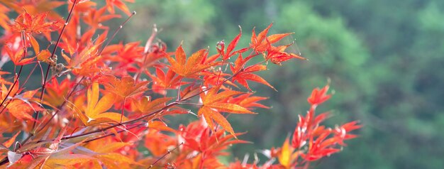 Beautiful maple leaves in autumn sunny day at foreground and blurry background in taiwan with no people close up copy space macro shot