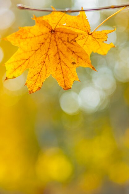 秋の晴れた日に美しいカエデの葉。ぼやけた背景に秋の公園の黄色の葉