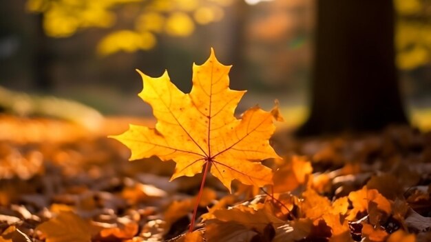 beautiful maple leaves in autumn sunny day