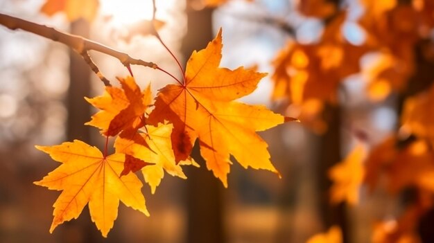 Beautiful maple leaves in autumn sunny day