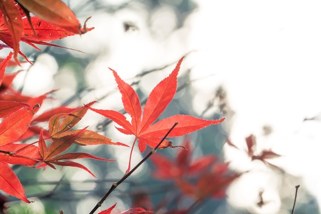 Beautiful maple leaves at foreground and blurry background in Taiwan