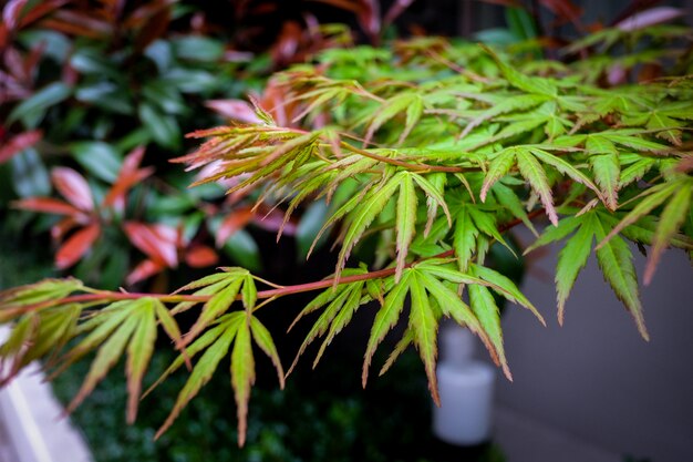 Beautiful maple leaves in nature