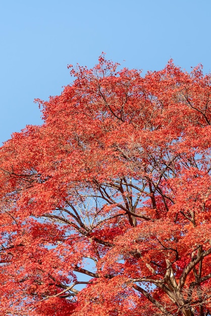 写真 秋の季節に木に麗なメープル葉