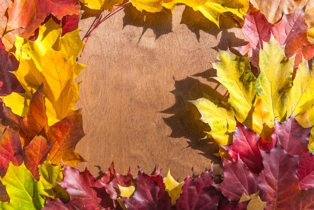 Beautiful maple leaves on wooden background sunlight.